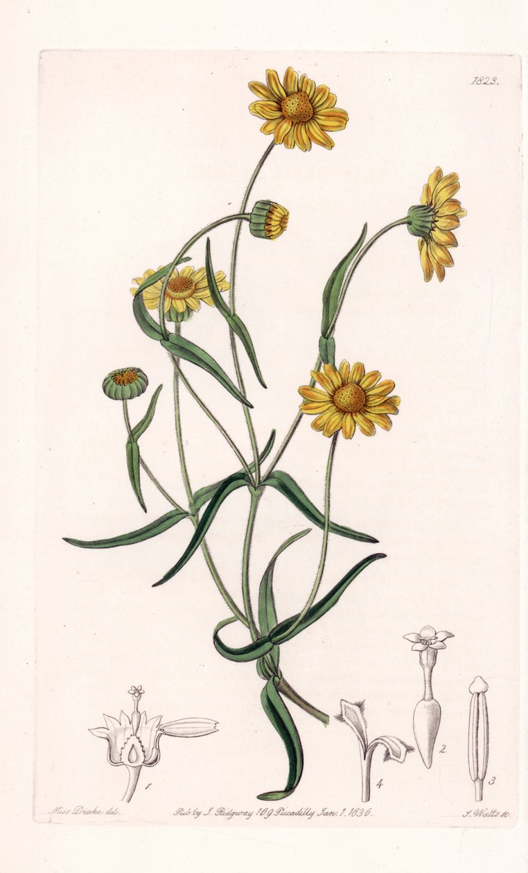 Queen Daisy of California - Gravert av S.Watts, fra en illustrasjon av Sarah Anne Drake (1803-1857), fra Botanical Register of Sydenham Edwards (1768-1819), England av Sydenham Teast Edwards