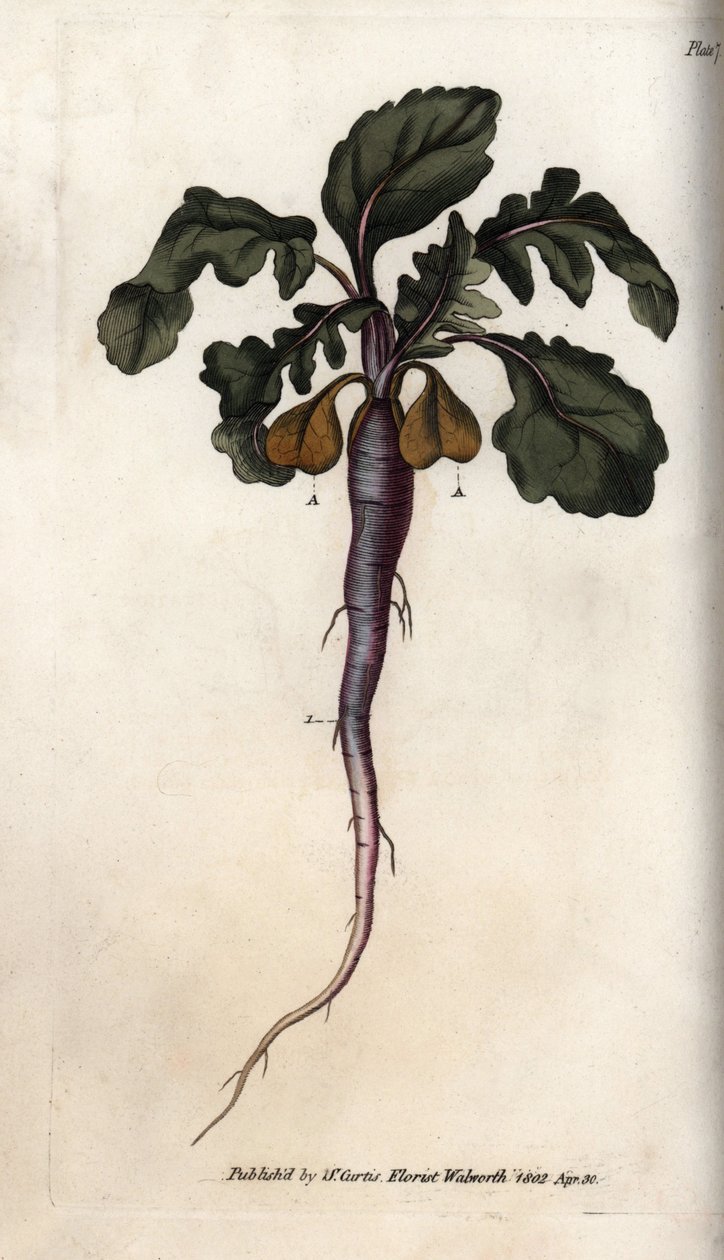 Reddik, potagere rot. Farget kobberstikk, illustrasjon av Sydenham Edwards (1768-1819) for Conferences of Botanical, Botanical Garden of Lambeth (England) av Sydenham Teast Edwards