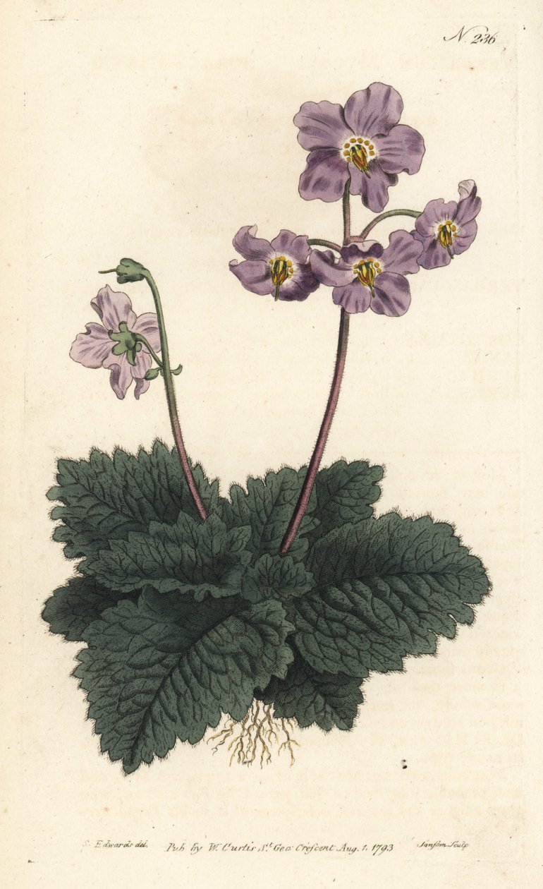 Ramondy (eller ramonde) fra Pyreneene - Pyreneisk fiolett, Ramonda myconi (Borage-Lev