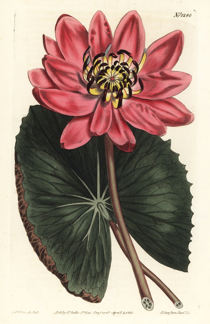 Rød Lotus - Rødblomstret vannlilje, Nymphaea rubra. Håndfarget kobberstikk av F. Sansom Jr. etter en illustrasjon av Sydenham Edwards fra William Curtis' Botanical Magazine, T. Curtis, London av Sydenham Teast Edwards
