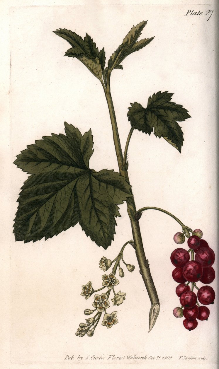 Rød rips. Farget kobberstikk, illustrasjon av Sydenham Edwards (1768-1819) for Conferences of Botanical, Botanical Garden of Lambeth (England) av Sydenham Teast Edwards