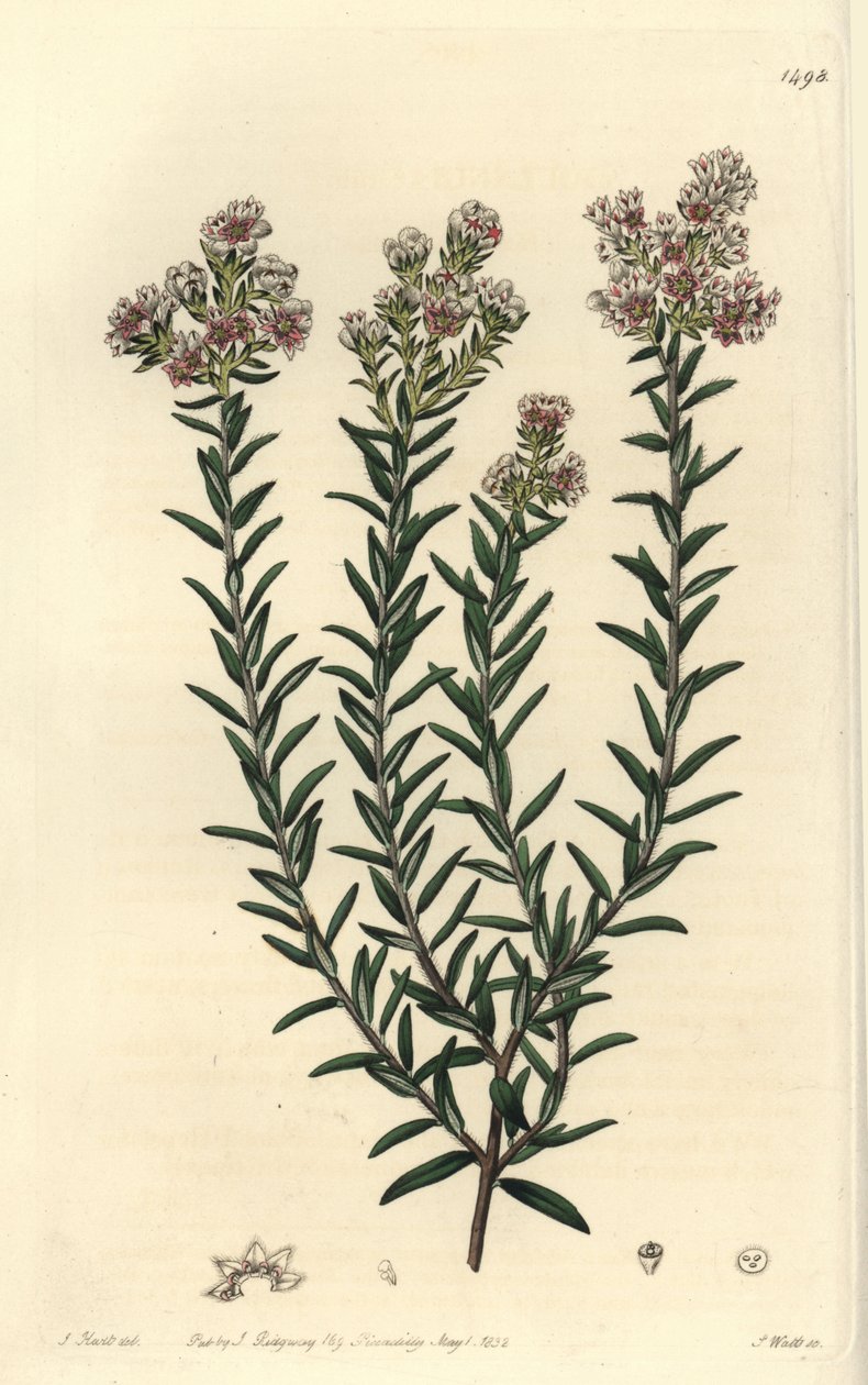 Rød soulangia, Soulangia rubra. Håndfarget kobberstikk av S. Watts etter en illustrasjon av J. Hart fra Sydenham Edwards' Botanical Register, Ridgeway, London av Sydenham Teast Edwards