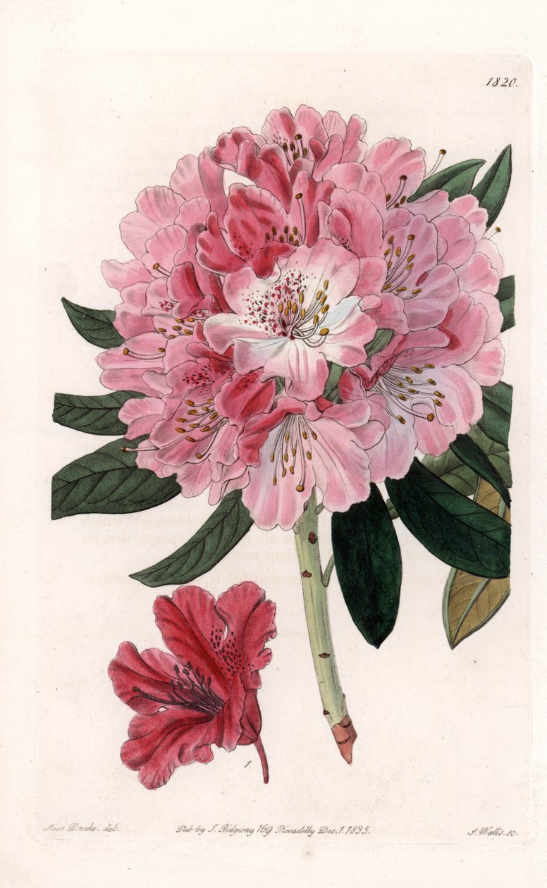 Rhododendron Hybrid Variete - Gravert av S.Watts, fra en illustrasjon av Sarah Anne Drake (1803-1857), fra Botanical Register of Sydenham Edwards (1768-1819), England av Sydenham Teast Edwards