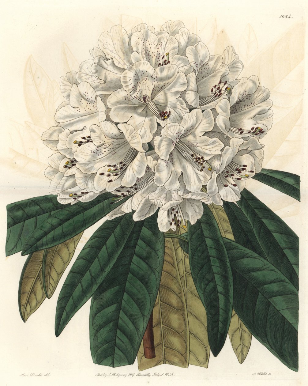 Rhododendron eller azalee med hvite blomster, hjemmehørende i Nepal - Water forte av S. Watts fra en illustrasjon av Sarah Anne Drake (1803-1857), fra Botanical Register av Sydenham Teast Edwards