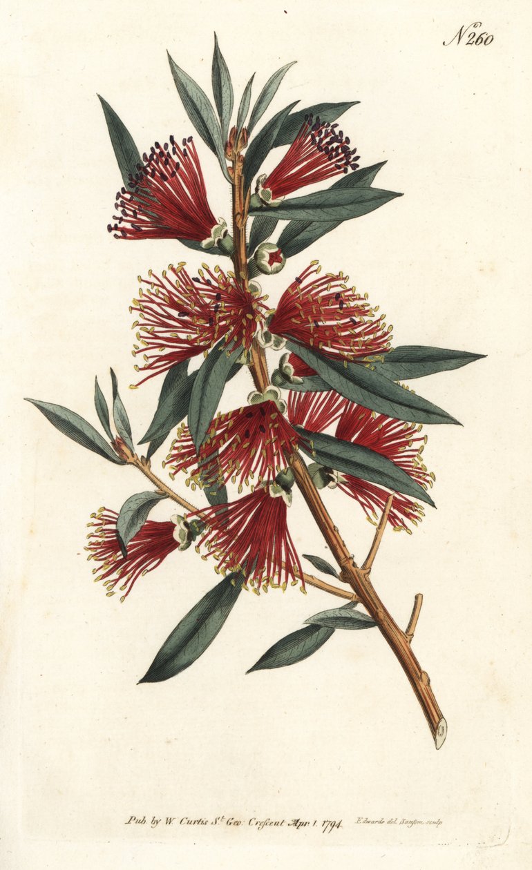 Skylleflaskesitrin, flaskeskyll eller rødstiftplante - Crimson flaskebørste, Callistemon citrinus (Harsh-Lev'd metrosideros, Metrosideros citrina). Håndfarget kobberstikk av Sansom etter en illustrasjon av Sydenham Edwards fra William Curtis' Bo av Sydenham Teast Edwards