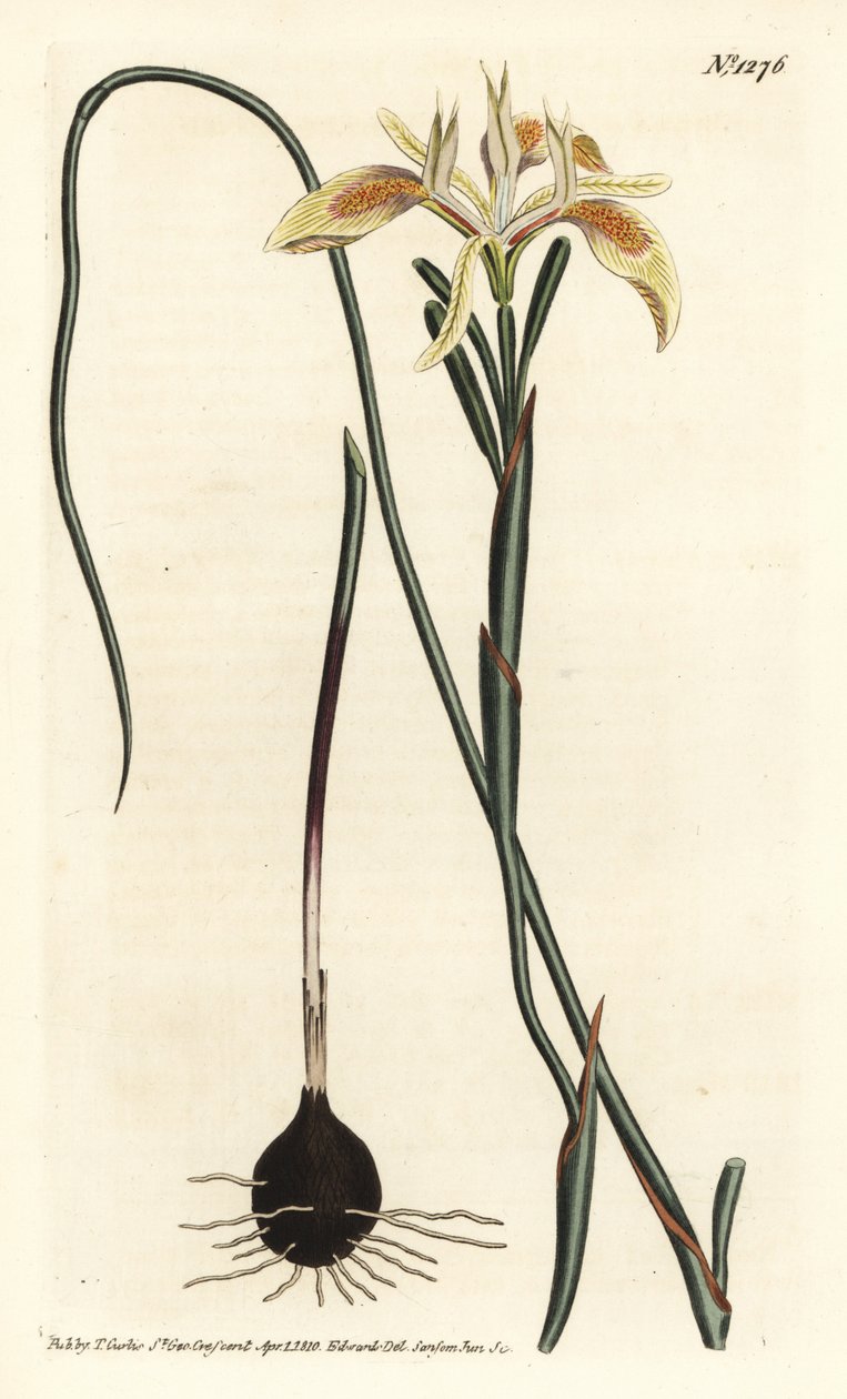 Valsbladmoraea, Moraea angusta. Håndfarget kobberstikkgravering av F. Sansom Jr. etter en illustrasjon av Sydenham Edwards fra William Curtis 