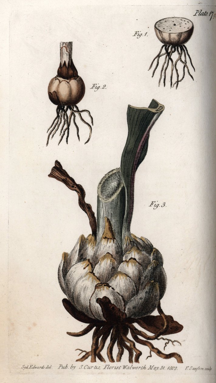 Rot og liljeløk. Farget kobberstikk, illustrasjon av Sydenham Edwards (1768-1819) for Conferences of Botanical, Botanical Garden of Lambeth (England) av Sydenham Teast Edwards