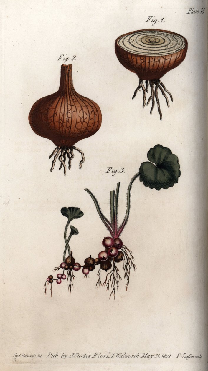 Røtter og løker av løk og saxifrage, granulee eller såkalte bulbils. Farget kobberstikk, illustrasjon av Sydenham Edwards (1768-1819) for Conferences of Botanical, Botanical Garden of Lambeth (England) av Sydenham Teast Edwards