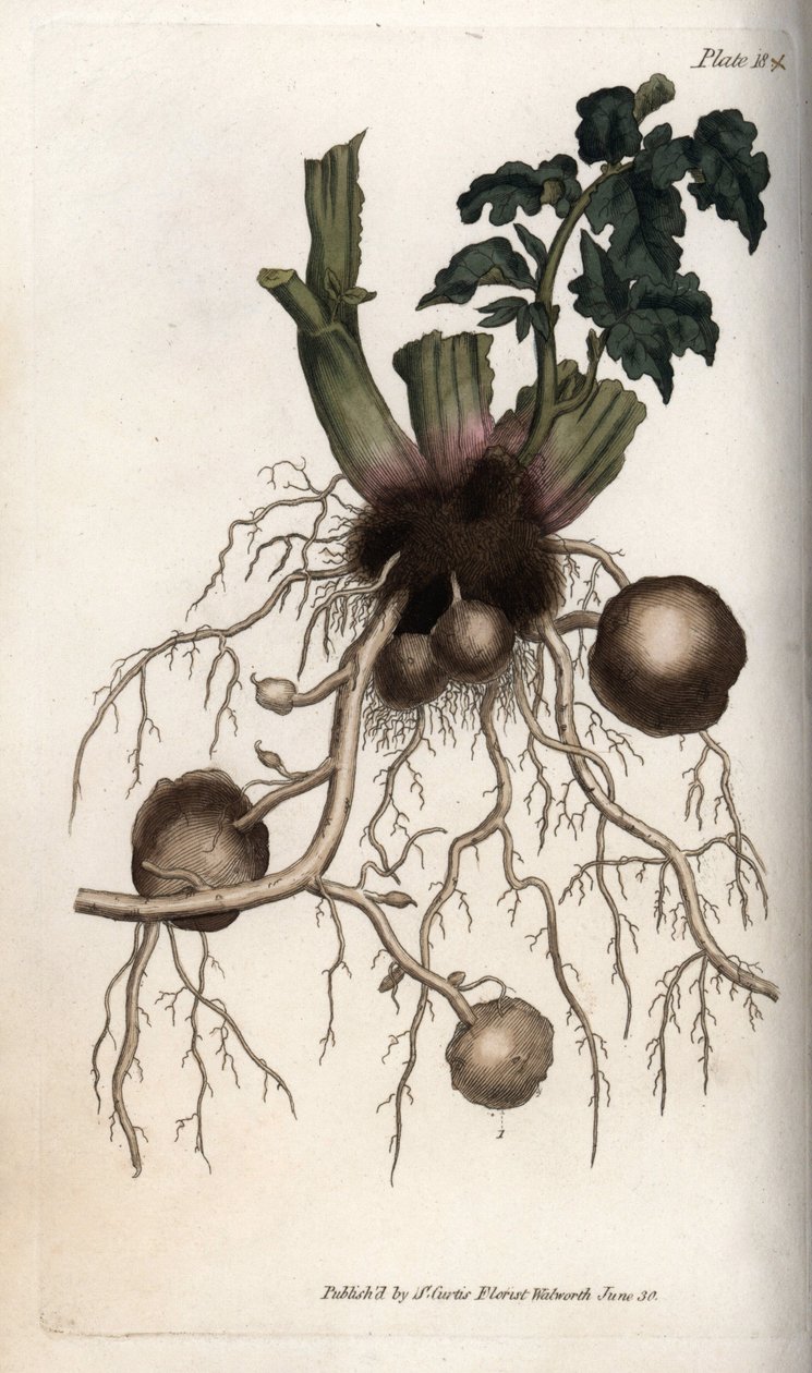 Røtter og knoller av en settepotet. Farget kobberstikk, illustrasjon av Sydenham Edwards (1768-1819) for Conferences of Botanical, Botanical Garden of Lambeth (England) av Sydenham Teast Edwards