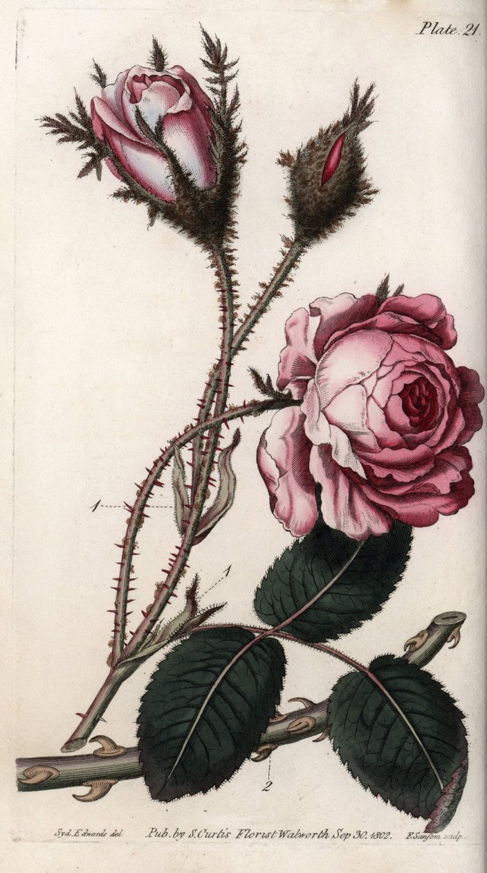 Rose, rose blomst hundre blader. Farget kobberstikk, illustrasjon av Sydenham Edwards (1768-1819) for Conferences of Botanical, Botanical Garden of Lambeth (England) av Sydenham Teast Edwards
