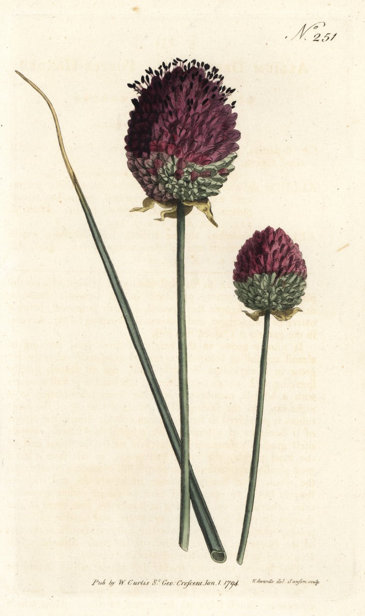 Rundhodet hvitløk, Allium sphaerocephalon (lillahodet hvitløk, Allium descendens). Håndfarget kobberstikk av Sansom etter en illustrasjon av Sydenham Edwards fra William Curtis