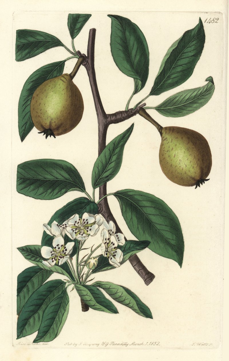 Salviebladpære - salviebladpære, Pyrus salviifolia (Pyrus salvifolia). Håndfarget kobberstikk av S. Watts etter en illustrasjon av Sarah Drake fra Sydenham Edwards