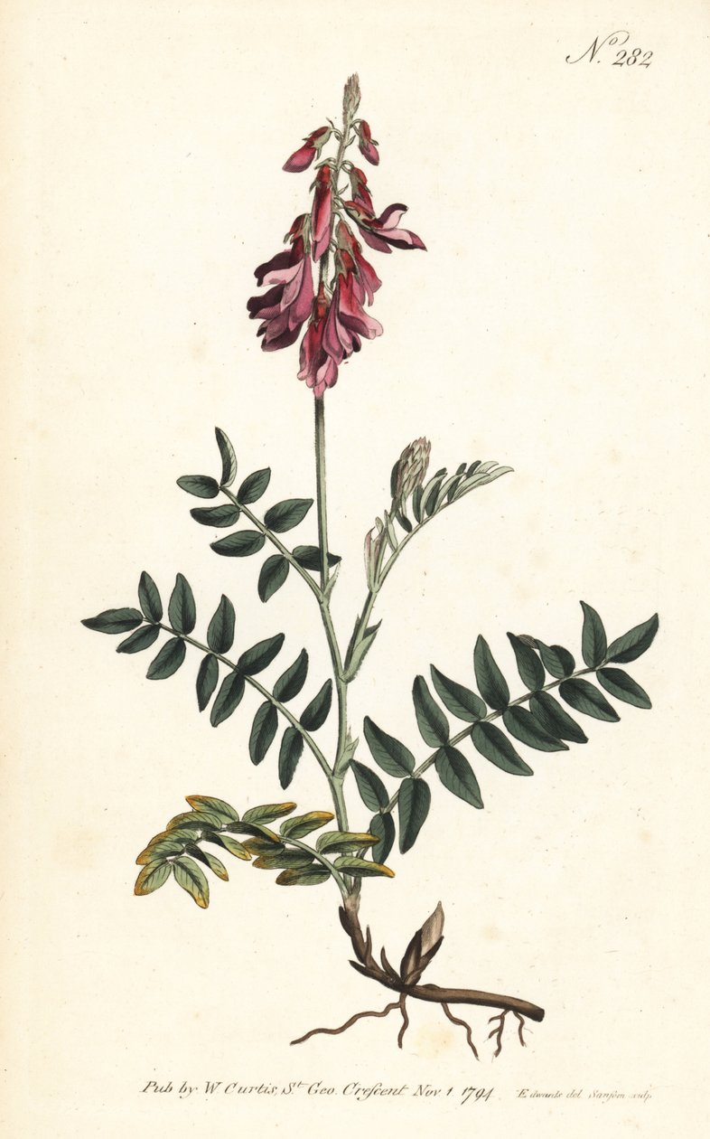 Sainfoin des Alpes - Alpine sainfoin, Hedysarum hedysaroides (Creeping rooted hedysarum obscurum) - Håndfarget kobberstikk av Sansom etter en illustrasjon av Sydenham Edwards fra William Curtis' Botanical Magazine, London av Sydenham Teast Edwards