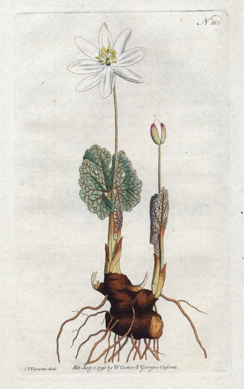 Sanguinaire du Canada - Litografi av Sydenham Edwards (1768-1819), plate fra William Curtis