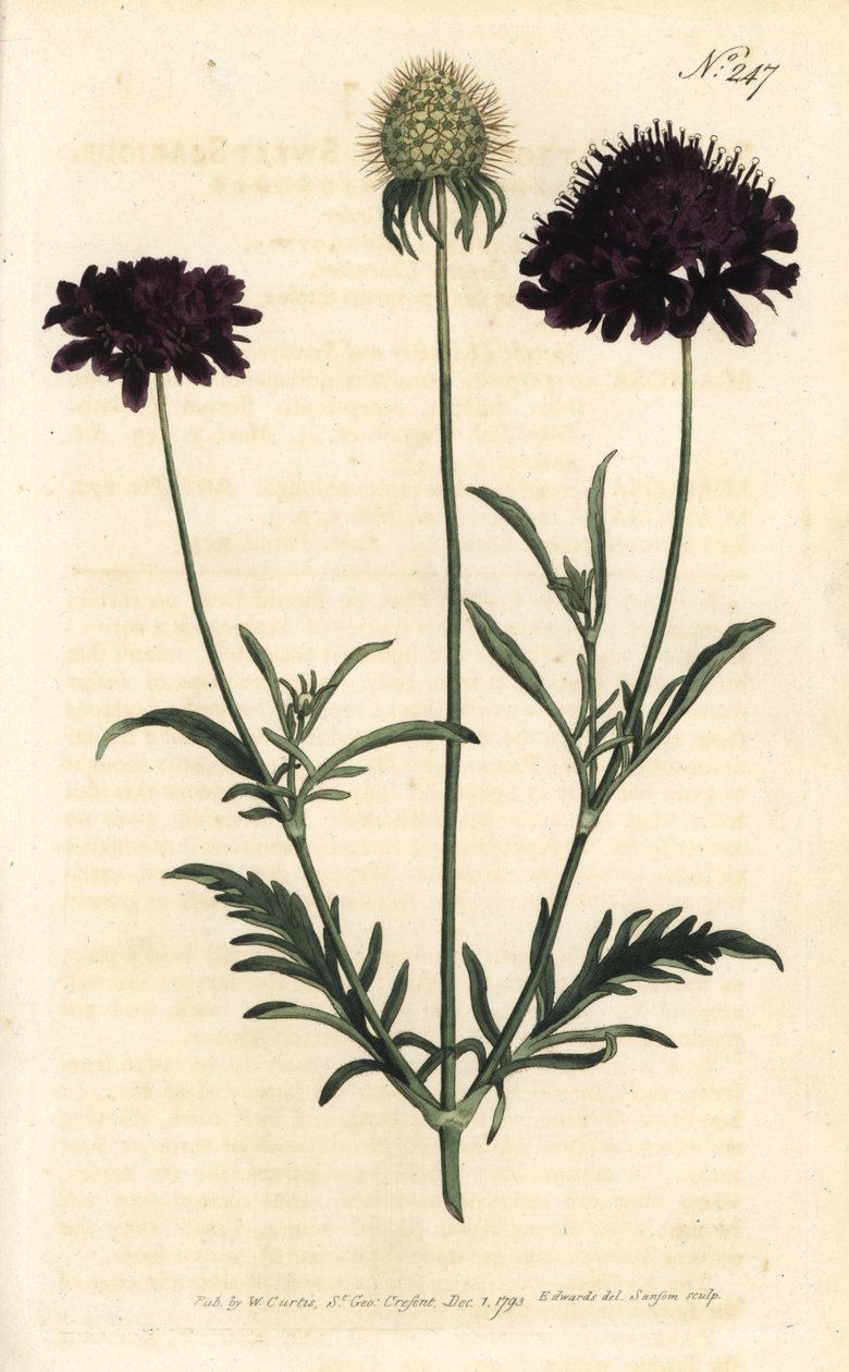 Skabbbruk av hager - Søt skabb, Scabiosa atropurpurea. Håndfarget kobberstikk av Sansom etter en illustrasjon av Sydenham Edwards fra William Curtis' Botanical Magazine, London av Sydenham Teast Edwards