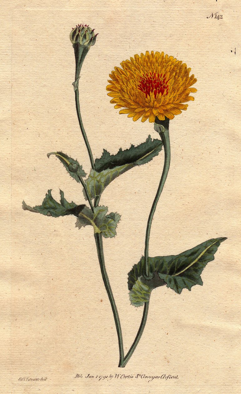 Scorsonere (eller salsifi) av Tanger eller hoggormgress med valmueblad, gule blomster med karmosinrødt fluehjerte. Tangier scorzonera eller valmuebladet hoggormgress: gul blomst med karmosinrøde flekker i midten. «En innfødt i Tangier på Barbary-kysten.» S av Sydenham Teast Edwards