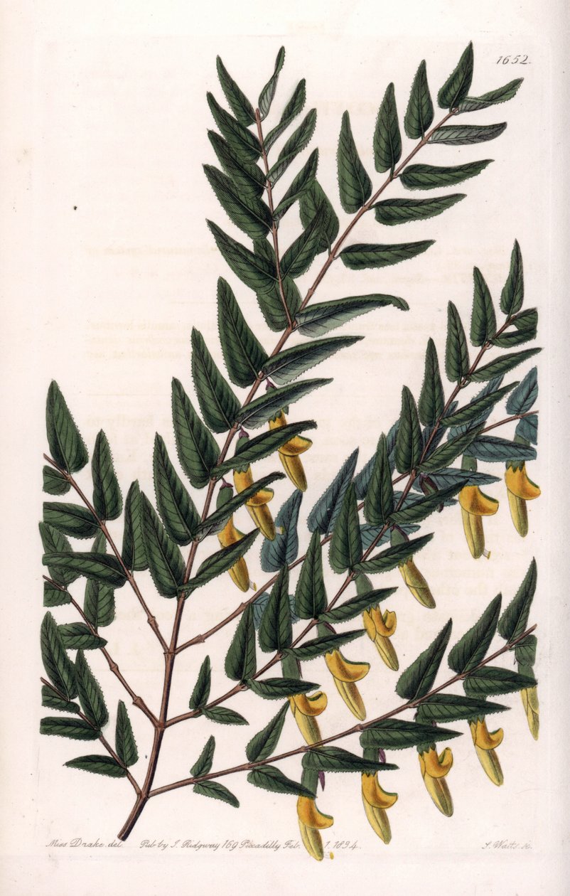 Scotia a glatte grener - Plate gravert av S.Watts, fra en illustrasjon av Sarah Anne Drake (1803-1857), fra Botanical Register of Sydenham Edwards (1768-1819), England av Sydenham Teast Edwards