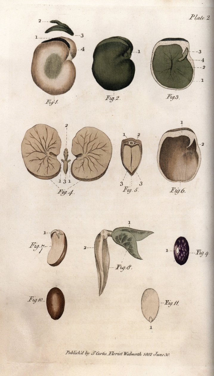 Frø og deres seksjoner: varianter av vanlige bønne- og fikenfrø. Farget kobberstikk, illustrasjon av Sydenham Edwards (1768-1819) for Conferences of Botanical, Botanical Garden of Lambeth (England) av Sydenham Teast Edwards