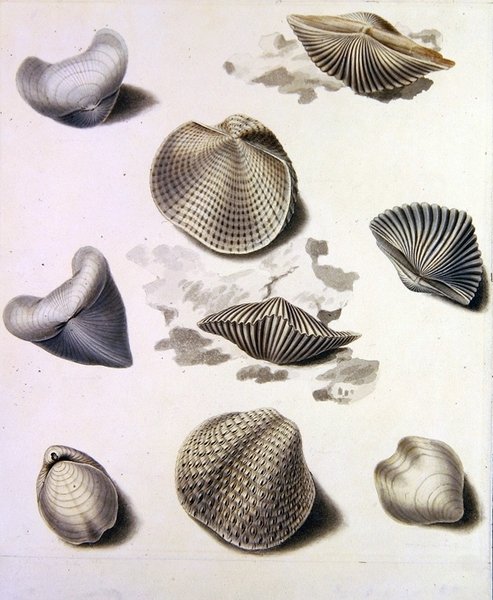 Skjell og marin flora (blyant, penn, blekk og akvarell på papir) (se også 351984, 351986 og 351987) av Sydenham Teast Edwards