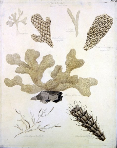 Skjell og marin flora (blyant, penn, blekk og akvarell på papir) (se også 351984, 351985 og 351986) av Sydenham Teast Edwards