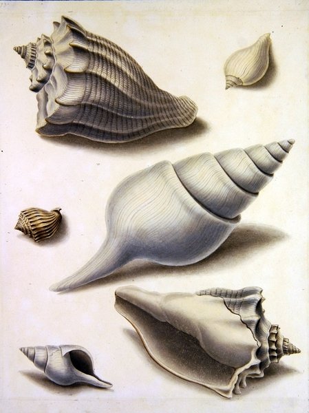 Skjell og marin flora (blyant, penn, blekk og akvarell på papir) (se også 351984, 351985 og 351987) av Sydenham Teast Edwards