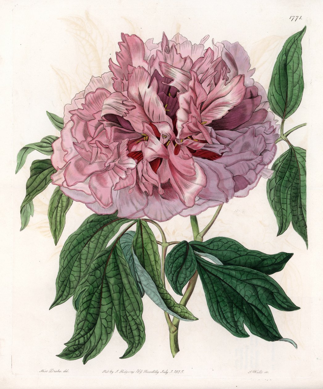 Buskpion eller sauepion - Gravert tavle av S.Watts, fra en illustrasjon av Sarah Anne Drake (1803-1857), fra Botanical Register of Sydenham Edwards (1768-1819), England av Sydenham Teast Edwards