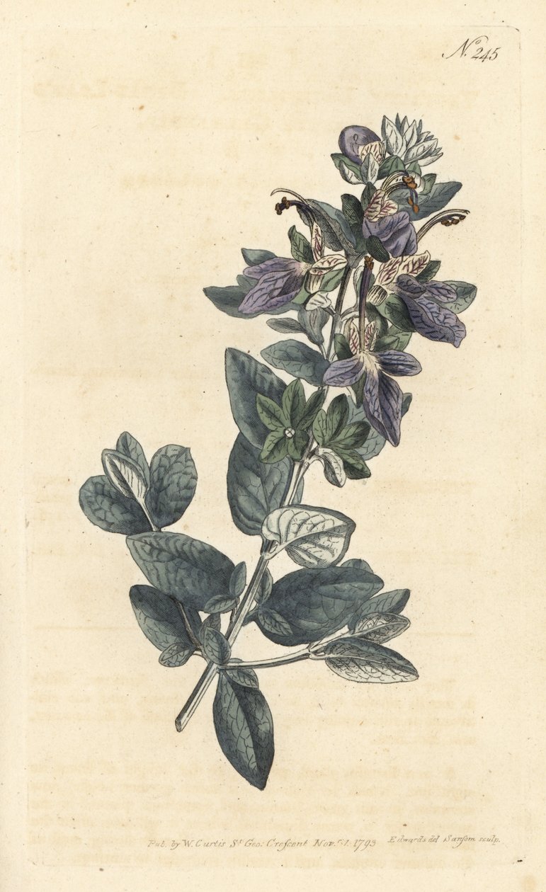 Busk germander, Teucrium fruticans (Teucrium latifolium) - Håndfarget kobberstikk av Sansom etter en illustrasjon av Sydenham Edwards fra William Curtis' Botanical Magazine, London av Sydenham Teast Edwards