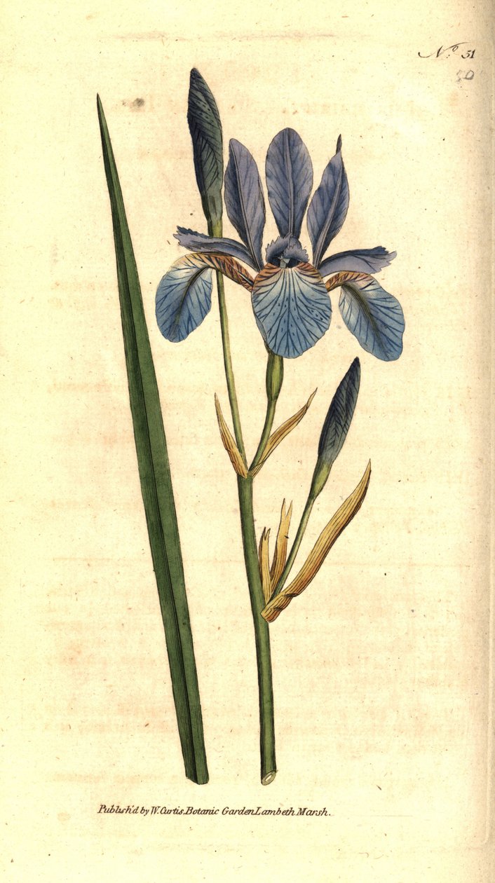 Sibirsk iris - Sibirsk iris, Iris sibirica. Håndfarget kobberstikk etter en botanisk illustrasjon av James Sowerby fra William Curtis' The Botanical Magazine, Lambeth Marsh, London av Sydenham Teast Edwards