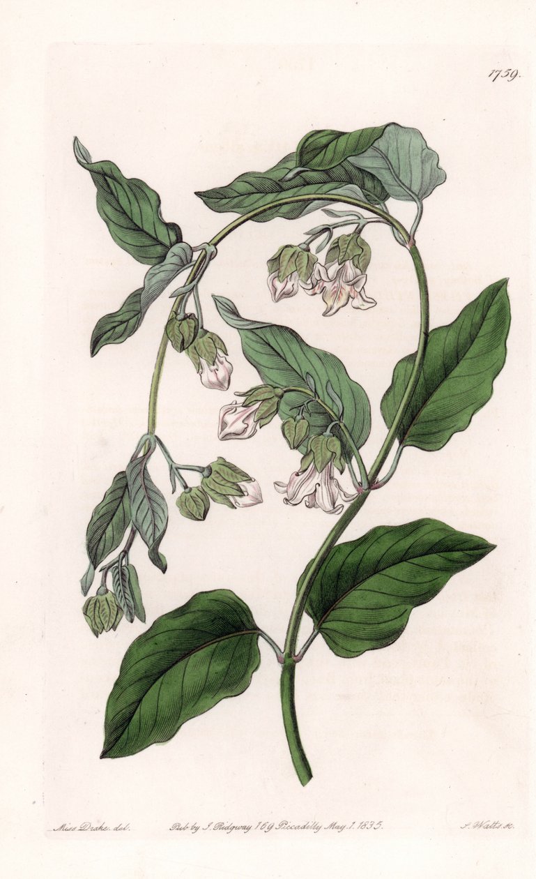 Silkeholder Araujia - Plate gravert av S.Watts, fra en illustrasjon av Sarah Anne Drake (1803-1857), fra Botanical Register of Sydenham Edwards (1768-1819), England av Sydenham Teast Edwards