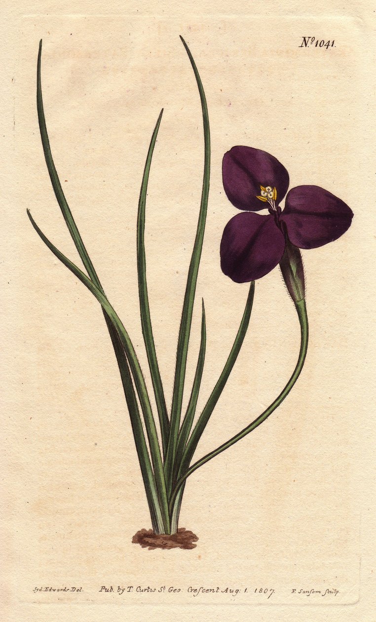 Silkeaktig patersonia med mørk lilla blomst. Oppkalt etter oberst Paterson, som studerte australsk flora. Silkeaktig patersonia med mørk lilla blomst. Innfødt i Australia. Oppkalt etter oberst Paterson, assisterende guvernør i New South Wales. Patersonia s av Sydenham Teast Edwards