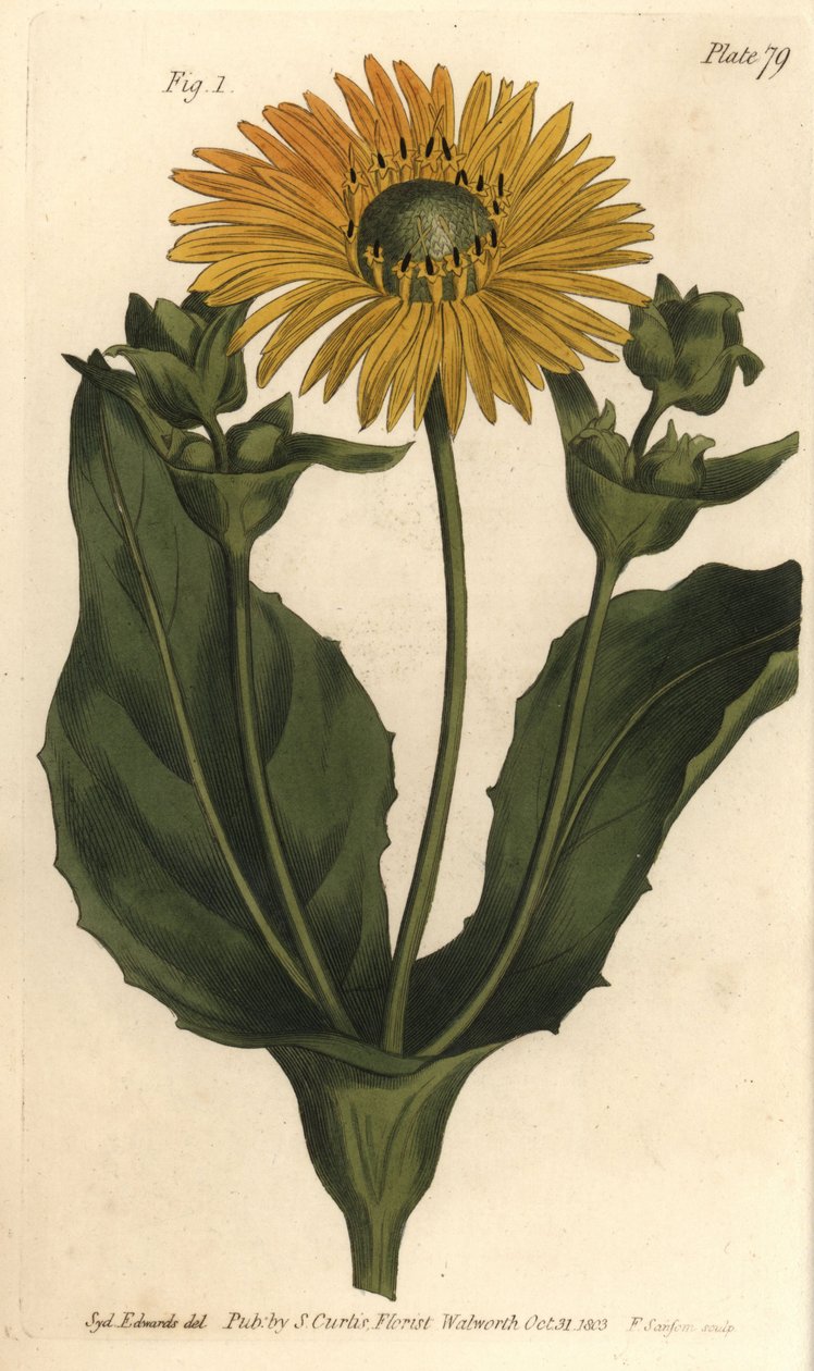 Silphium eller rosinweed, Silphium asteriscus, Polygamia nessaria. Håndfarget kobberstikk av F. Sansom av en botanisk illustrasjon av Sydenham Edwards for William Curtis' Lectures on Botany, som ble levert i Botanic Garden at Lambeth av Sydenham Teast Edwards
