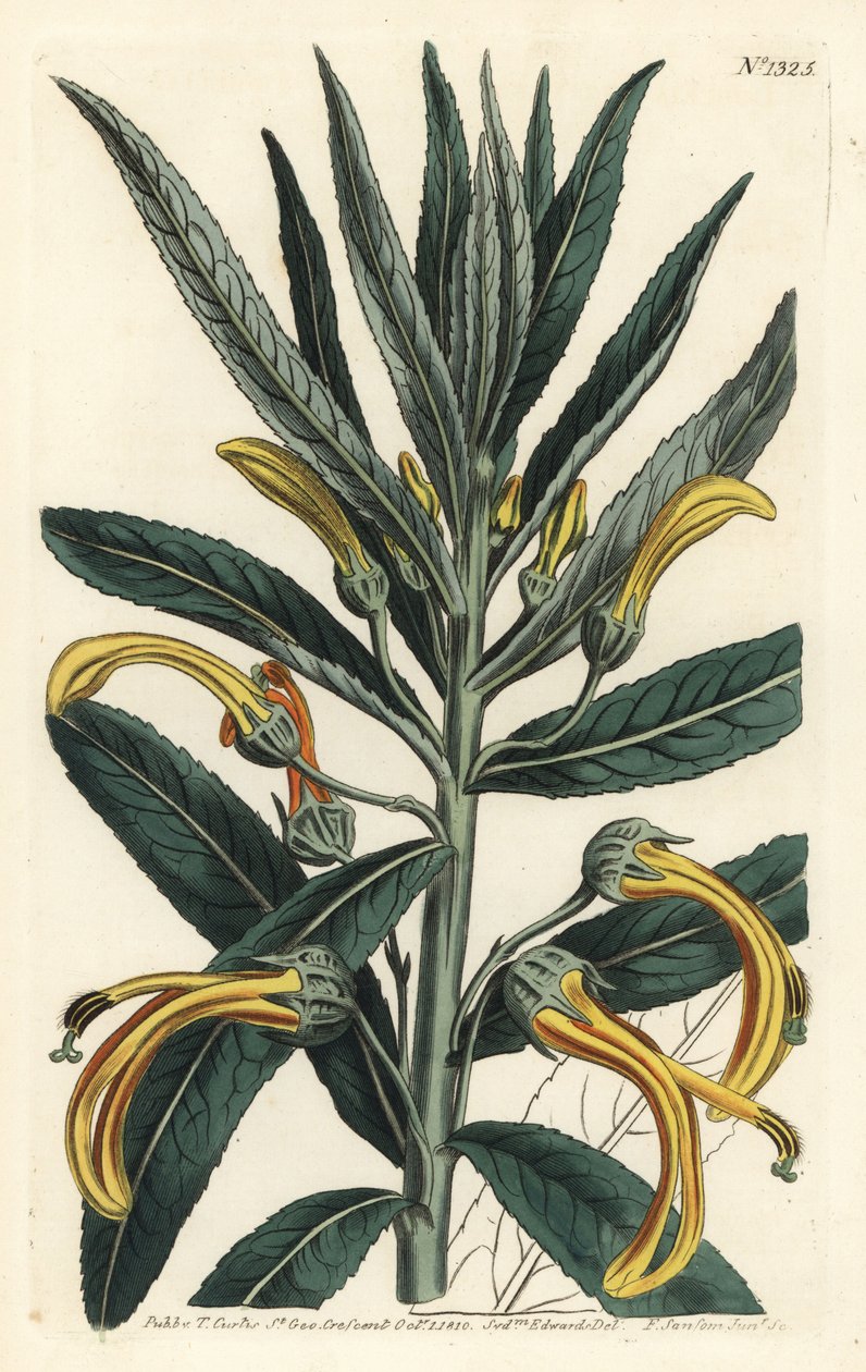 Siphocampylus giganteus, truet (Gigantisk lobelia, Lobelia gigantea). Håndfarget kobberstikk av F. Sansom Jr. etter en illustrasjon av Sydenham Edwards fra William Curtis' Botanical Magazine, T. Curtis, London av Sydenham Teast Edwards