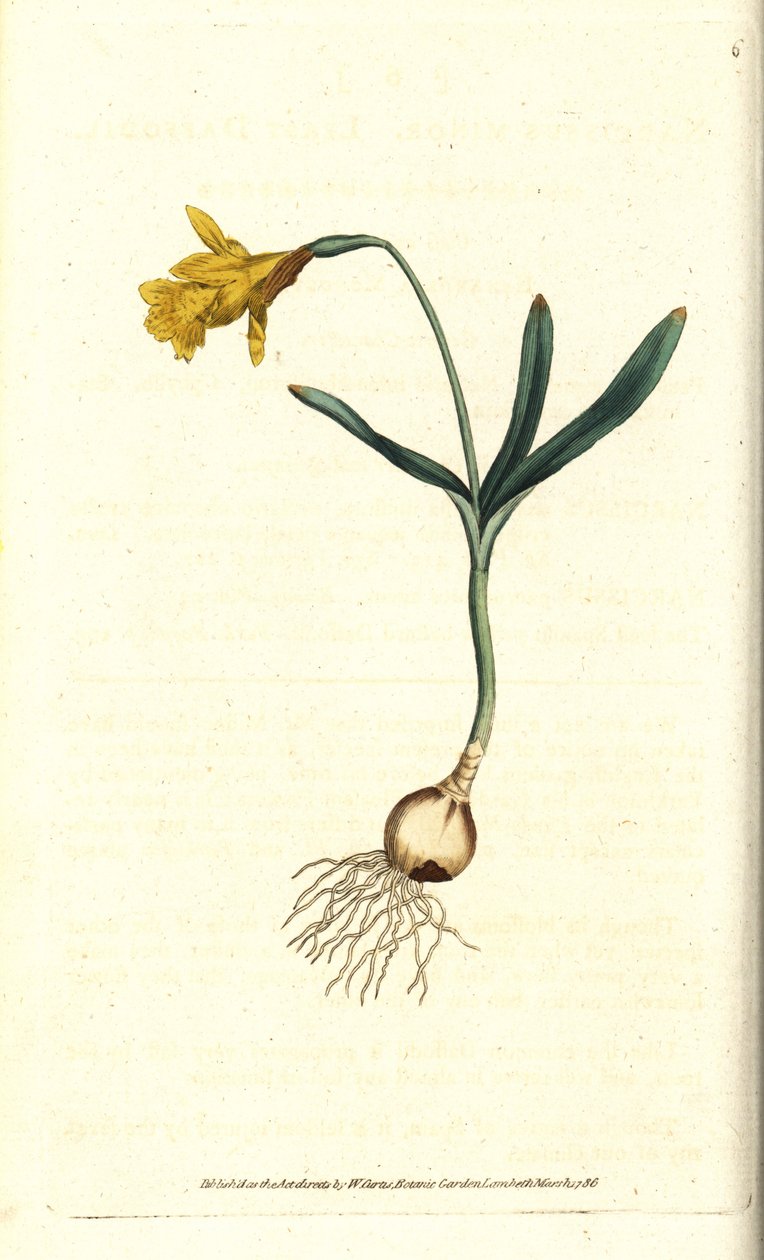 Liten narcissus - Minst påskelilje, Narcissus pseudonarcissus subsp. mindre (Narcissus minor). Håndfarget kobberstikk etter en botanisk illustrasjon av James Sowerby fra William Curtis' The Botanical Magazine, Lambeth Marsh, London av Sydenham Teast Edwards