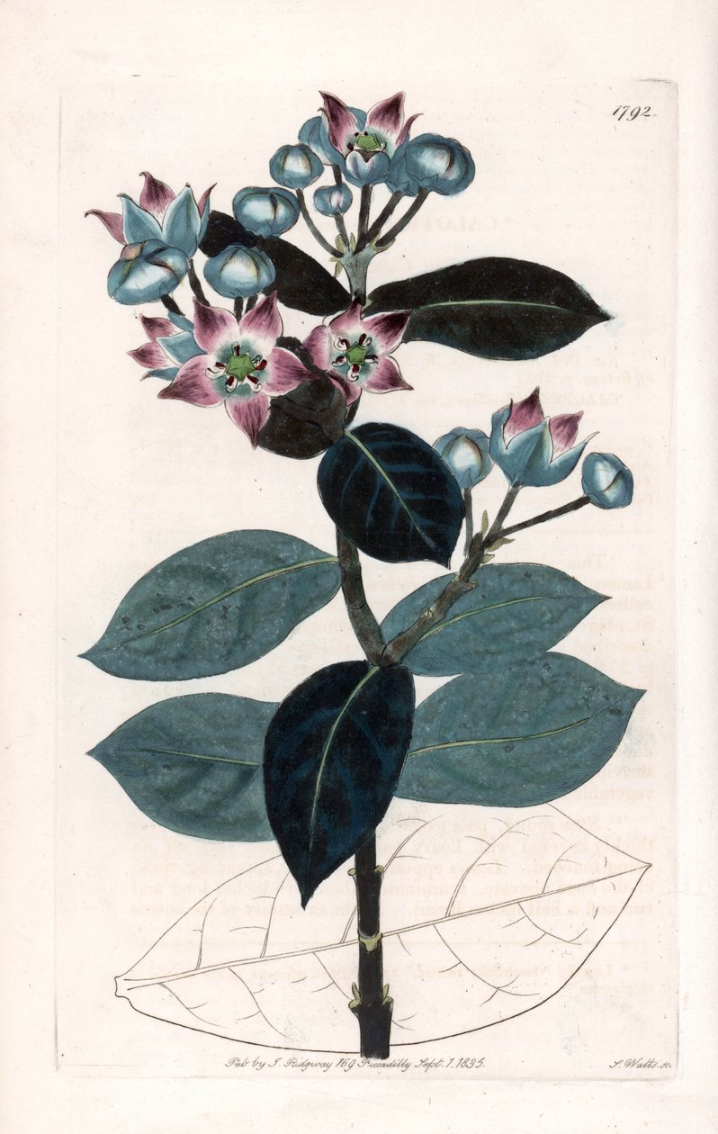 Sodom Apple Tree eller Silk Tree - Plate gravert av S.Watts, fra en illustrasjon av Sarah Anne Drake (1803-1857), fra Botanical Register of Sydenham Edwards (1768-1819), England av Sydenham Teast Edwards
