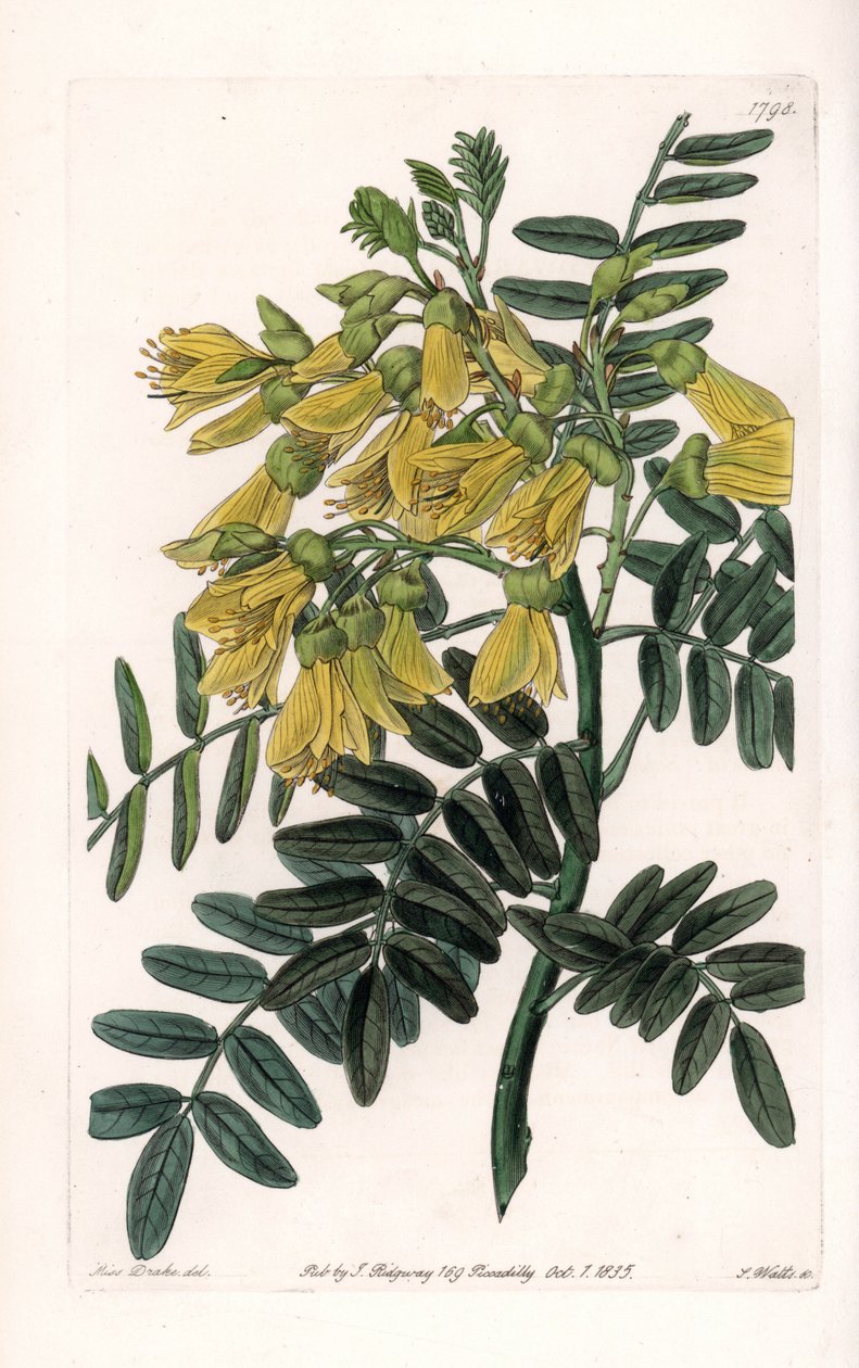 Søramerikansk sophora variete - Gravert av S.Watts, fra en illustrasjon av Sarah Anne Drake (1803-1857), fra Botanical Register of Sydenham Edwards (1768-1819), England av Sydenham Teast Edwards