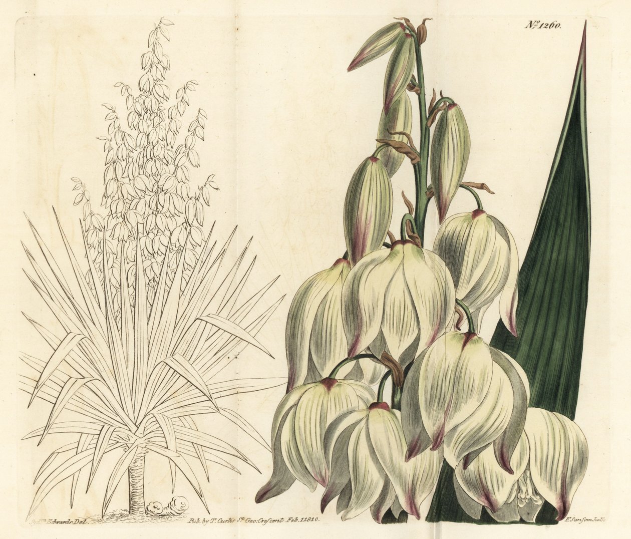 Spansk dolk eller suveren Adams nål, Yucca gloriosa. Håndfarget kobberstikkgravering av F. Sansom Jr. etter en illustrasjon av Sydenham Edwards fra William Curtis 
