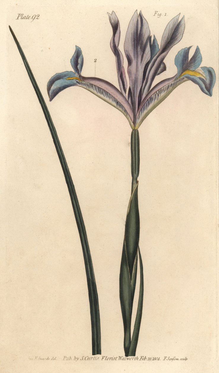 Spansk iris, Iris xiphium. Håndfarget kobberstikk av F. Sansom av en botanisk illustrasjon av Sydenham Edwards for William Curtis' Lectures on Botany, som ble levert i Botanic Garden at Lambeth av Sydenham Teast Edwards