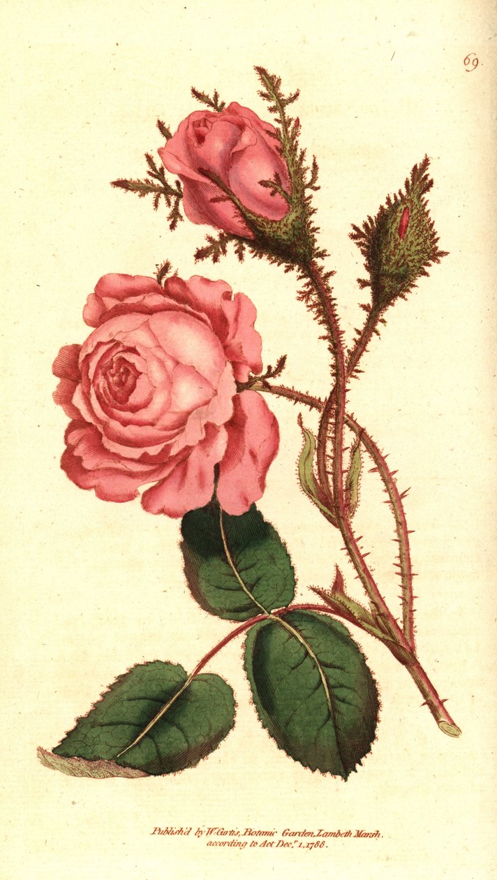 Glitrende rose (gnistrende rose) - Rosa mose, Rosa centifolia f. muscosa (Rosa muscosa). Håndfarget kobberstikk etter en botanisk illustrasjon fra William Curtis' The Botanical Magazine, Lambeth Marsh, London av Sydenham Teast Edwards