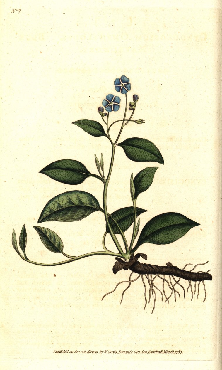Spring Omphalodes eller Printaniere Little Borage - Krypende navleurt, Omphalodes verna (blå navlurt, Cynoglossum omphalodes). Håndfarget kobberstikk etter en botanisk illustrasjon av James Sowerby fra William Curtis' The Botanical Magazine, L av Sydenham Teast Edwards