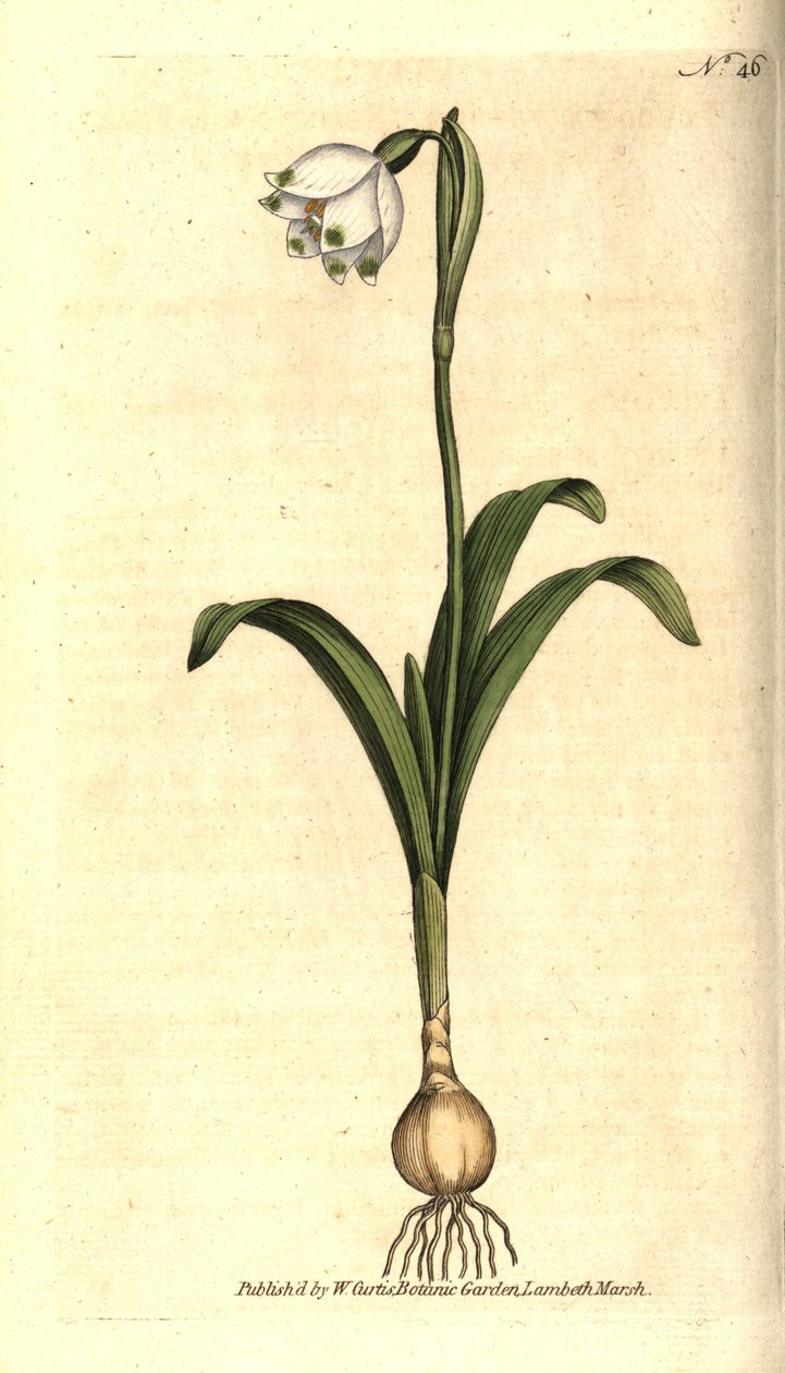 Vårnivå eller Claudinette - Vårsnøfnugg, Leucojum vernum. Håndfarget kobberstikk etter en botanisk illustrasjon av James Sowerby fra William Curtis