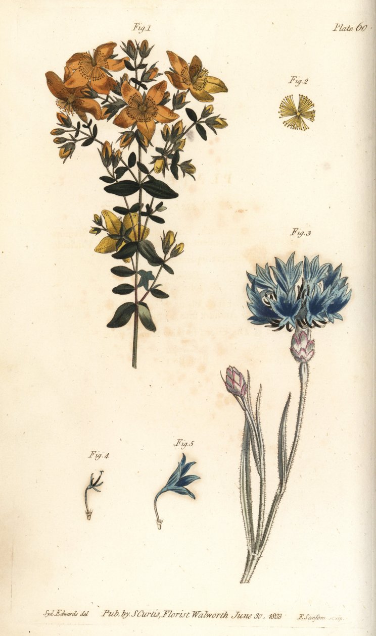 Johannesurt, Hypericum perforatum, Polyadelphia av Sydenham Teast Edwards