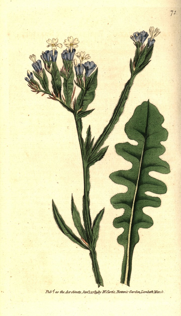 Statice sinue eller Limonium med sinuate blader - Sea lavendel, Limonium sinuatum (Purple-cup 't statice or thrift, Statice sinuata). Håndfarget kobberstikk etter en botanisk illustrasjon av James Sowerby fra William Curtis' The Botanical Magazin av Sydenham Teast Edwards