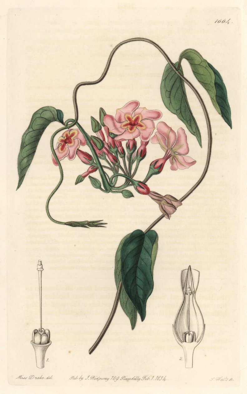 Stellar echite, innfødt i Brasil - Water forte av S. Watts fra en illustrasjon av Sarah Anne Drake (1803-1857), fra Botanical Register av Sydenham Teast Edwards