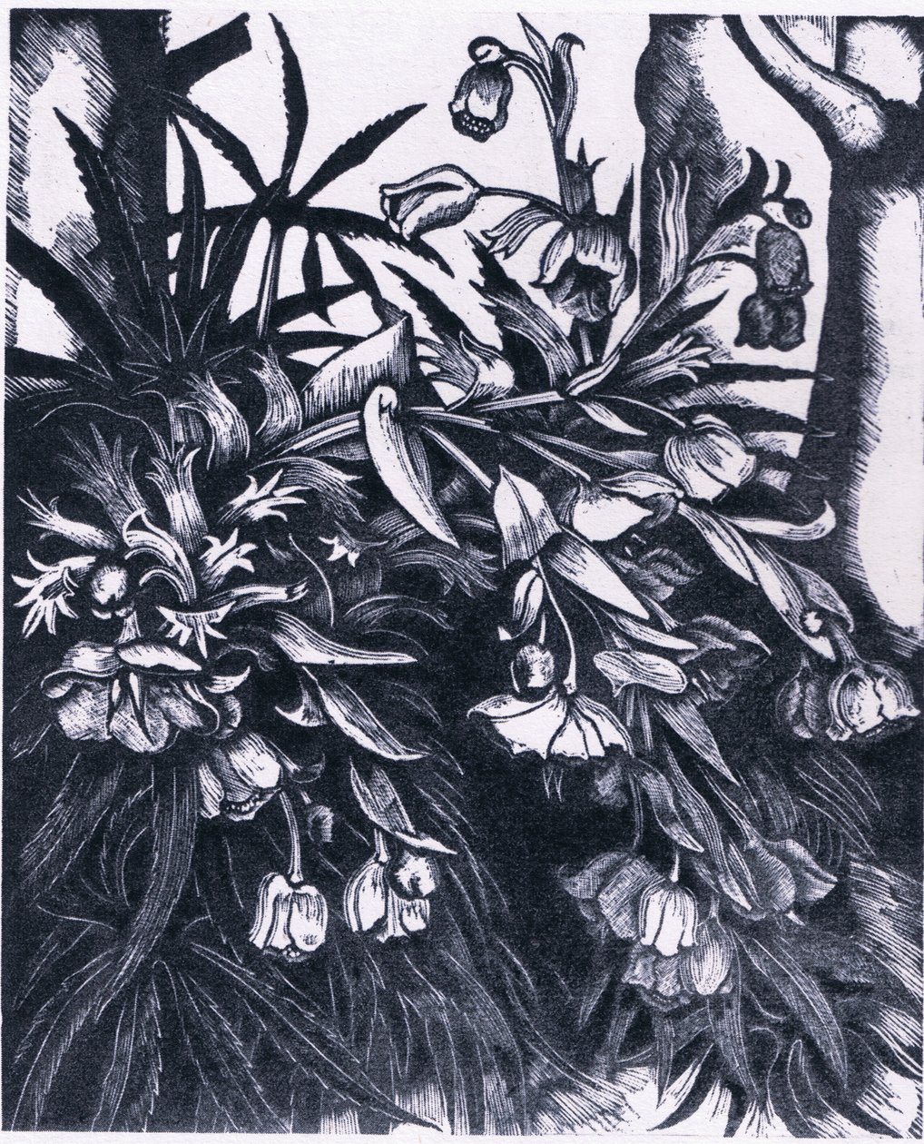 Stinking Hellebore, Nature in Britain utgitt av Collins av Sydenham Teast Edwards