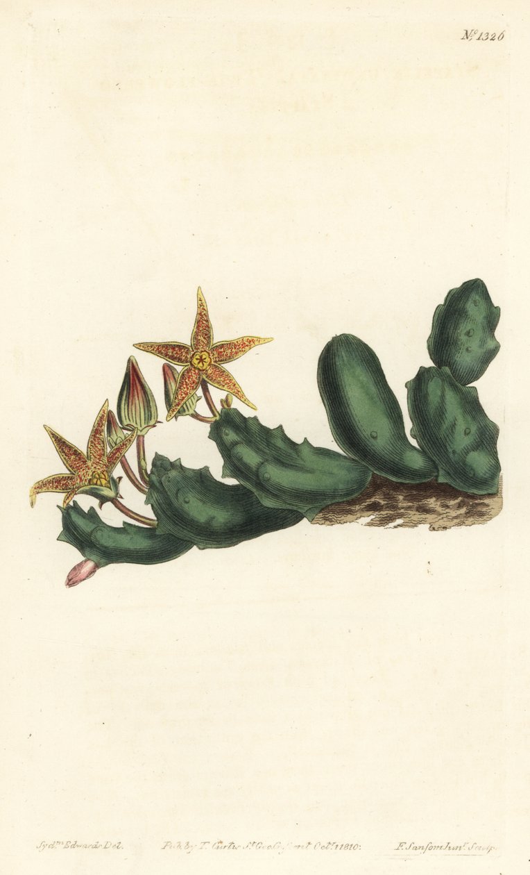 Stisseria geminata (Toblomstret stapelia, Stapelia geminata). Håndfarget kobberstikk av F. Sansom Jr. etter en illustrasjon av Sydenham Edwards fra William Curtis' Botanical Magazine, T. Curtis, London av Sydenham Teast Edwards