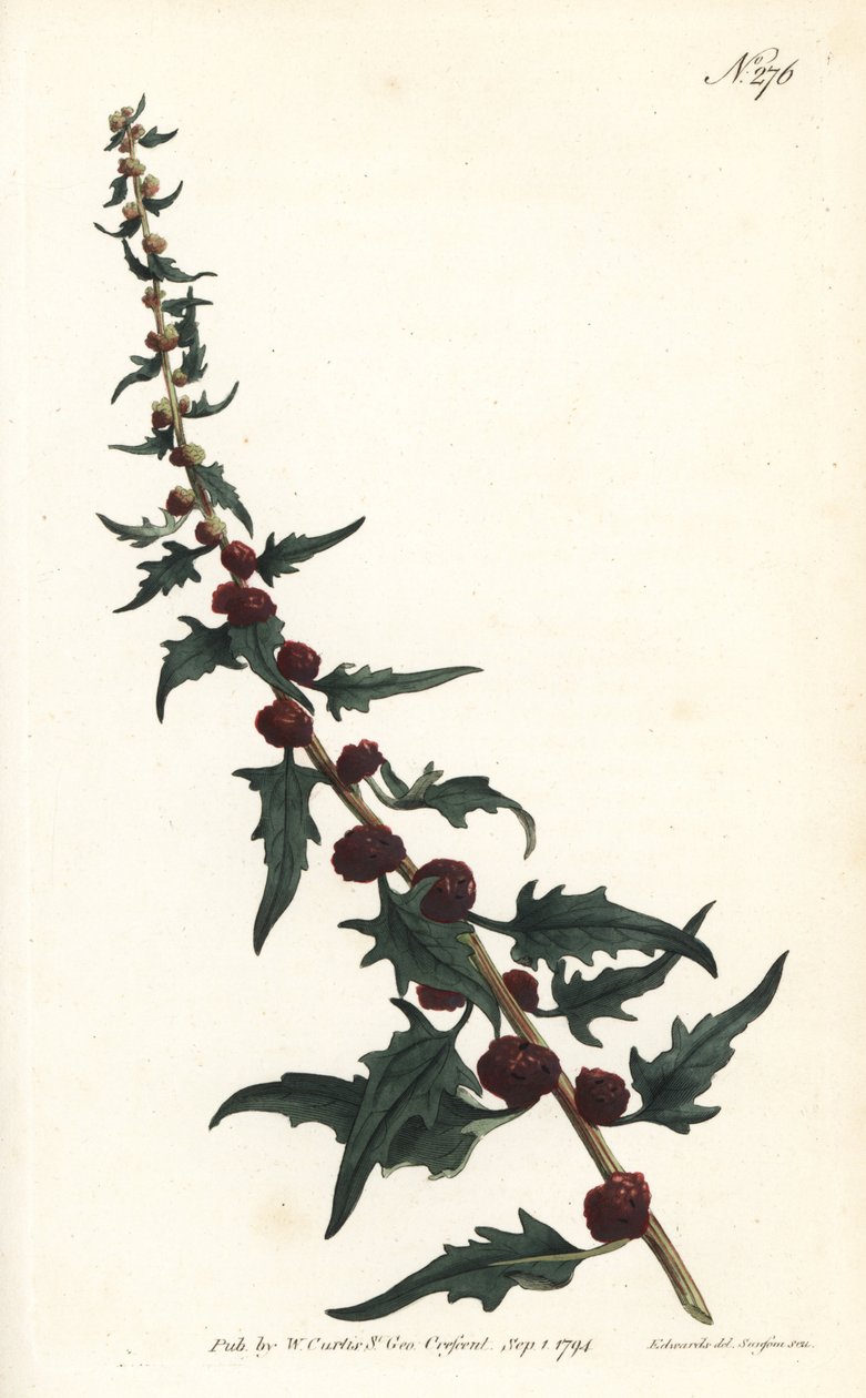 Jordbærspinard i baguette - Bladgåsefot, Chenopodium foliosum (Strawberry blite, Blitum virgatum). Håndfarget kobberstikk av Sansom etter en illustrasjon av Sydenham Edwards fra William Curtis