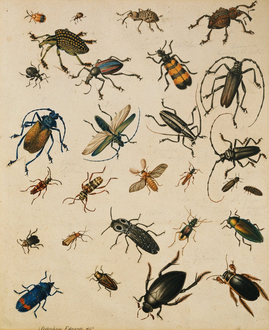 Studier av insekter av Sydenham Teast Edwards