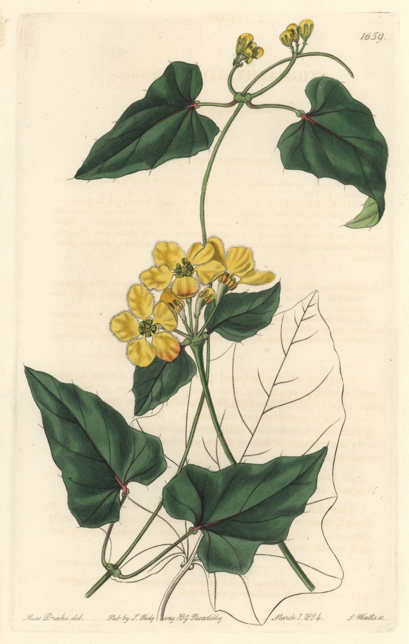 Stygmaphyllon, innfødt til Sør-Amerika - Strong water av S. Watts fra en illustrasjon av Sarah Anne Drake (1803-1857), fra Botanical Register av Sydenham Teast Edwards