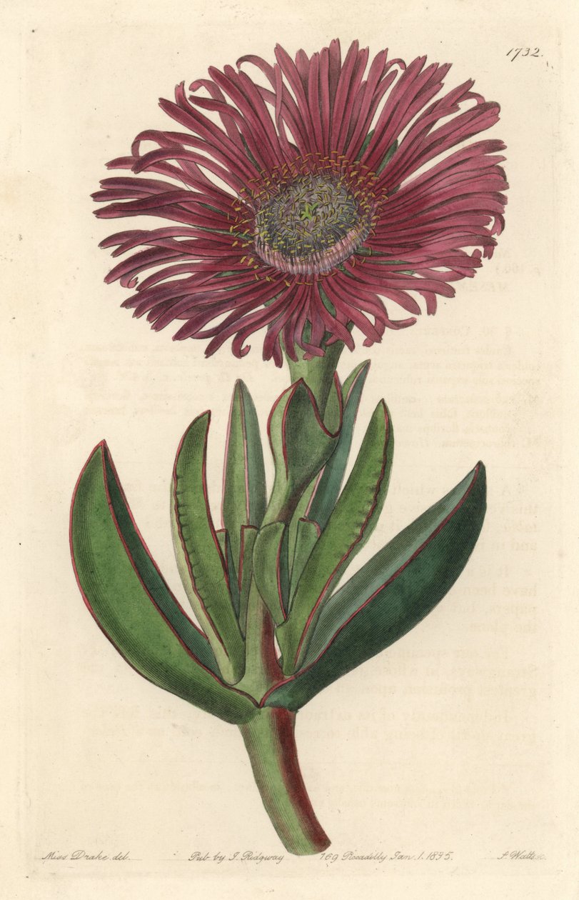Sukkulent plante Carpobrotus, innfødt i Sør -Afrika - Sterkt vann av S. Watts fra en illustrasjon av Sarah Anne Drake (1803-1857), fra Botanical Register av Sydenham Teast Edwards