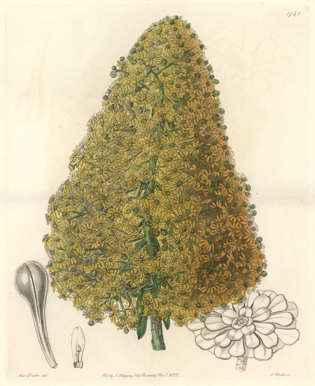 Sukkulent plante, blomst av Aenium, hjemmehørende på Kanariøyene - Strong water av S. Watts fra en illustrasjon av Sarah Anne Drake (1803-1857), fra Botanical Register av Sydenham Teast Edwards